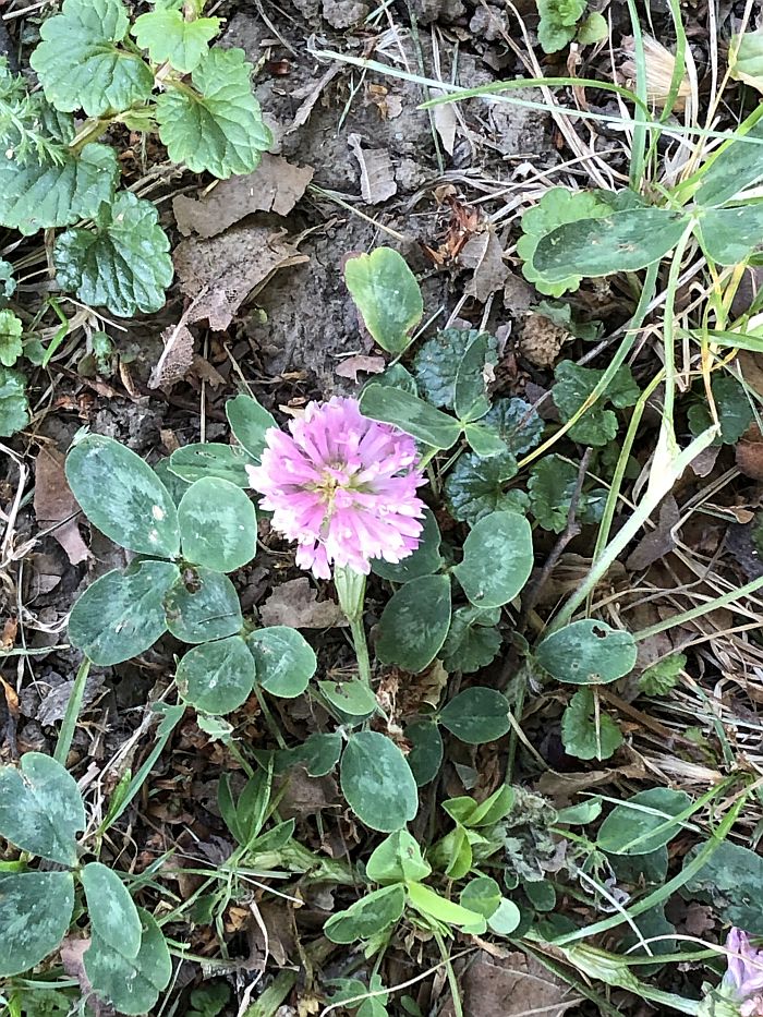 honor magic 5 lite testna fotografija 1